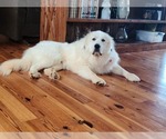 Small #1 Great Pyrenees