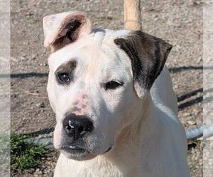 American Bulldog-Unknown Mix Dogs for adoption in Anniston, AL, USA
