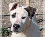 Small American Bulldog Mix