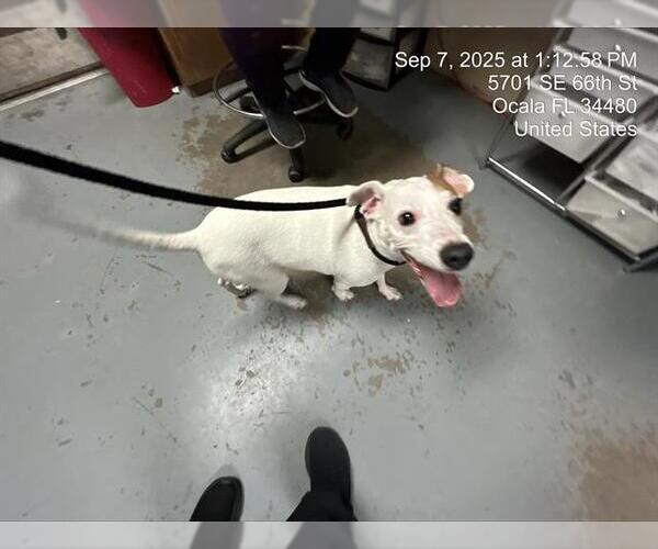 Medium Photo #1 Mutt Puppy For Sale in Ocala, FL, USA
