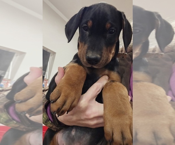 Medium Photo #28 Doberman Pinscher Puppy For Sale in BEGGS, OK, USA