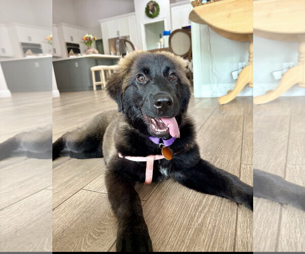 Medium Photo #2 Retriever -Unknown Mix Puppy For Sale in Royal Palm Beach, FL, USA