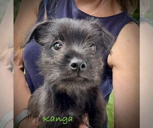 Pomeranian-Poodle (Toy) Mix Dogs for adoption in Berlin, MD, USA