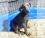 Puppy Puppy 4 Doberman Pinscher