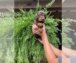 Litter of 9 - Male(s) and Female(s) Doberman PinscherLitter of Puppies for Sale - Photo #7
