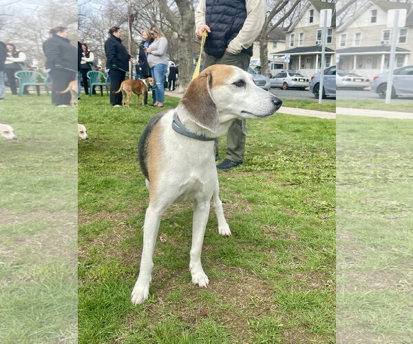 Medium Photo #5 Mutt Puppy For Sale in Oakhurst, NJ, USA