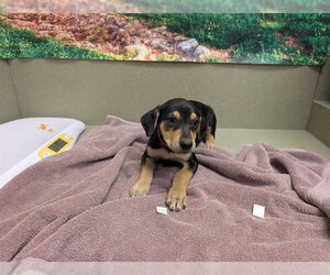 Labrador Retriever-Unknown Mix Dogs for adoption in Moreno Valley, CA, USA