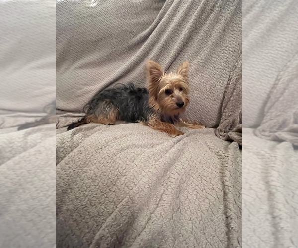 Medium Photo #2 Yorkshire Terrier Puppy For Sale in PRAIRIE DU CHIEN, WI, USA