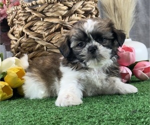 Shih Tzu Puppy for sale in CANOGA, NY, USA