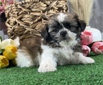 Small Shih Tzu
