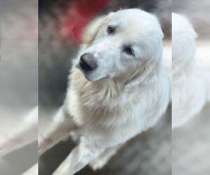 Golden Pyrenees Dogs for adoption in Newfoundland, PA, USA
