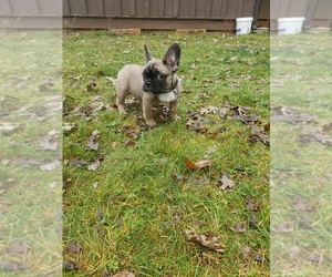 French Bulldog Puppy for sale in PROSPECT, OR, USA