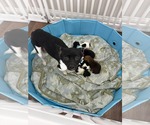 Small #1 Chihuahua Mix