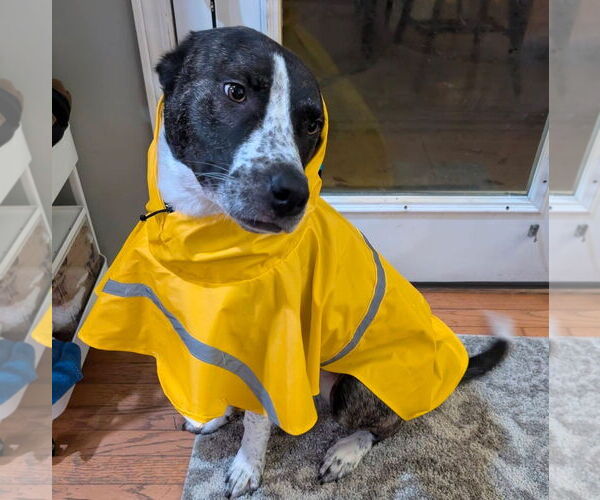 Medium Photo #18 American Pit Bull Terrier-Saint Bernard Mix Puppy For Sale in Germantown, OH, USA