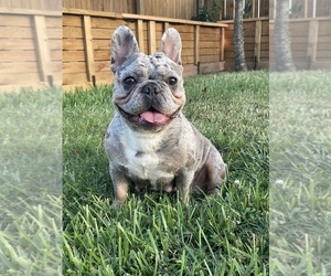 Mother of the French Bulldog puppies born on 05/30/2023