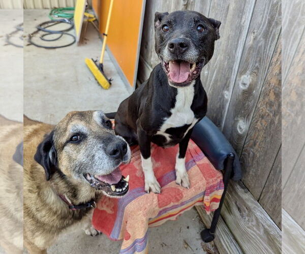 Medium Photo #14 Anatolian Shepherd-Unknown Mix Puppy For Sale in Houston, TX, USA