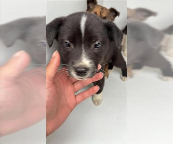 Medium Photo #1 Labrador Retriever Puppy For Sale in Houston, TX, USA