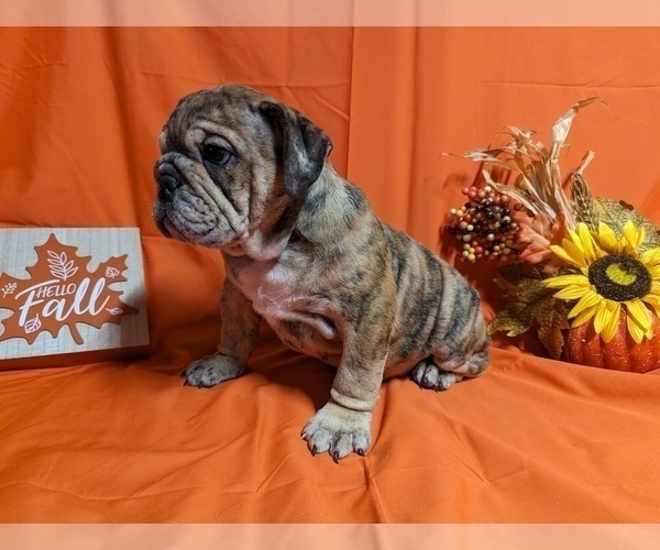 Medium Photo #3 Bulldog Puppy For Sale in GREEN FOREST, AR, USA