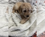 Small Photo #12 Goldendoodle Puppy For Sale in SAINT LOUIS, MO, USA