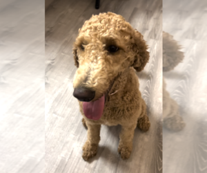 Poodle (Standard)-Saint Berdoodle Mix Puppy for sale in BRASELTON, GA, USA