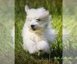 Small Photo #3 Cotonese Puppy For Sale in ORLANDO, FL, USA