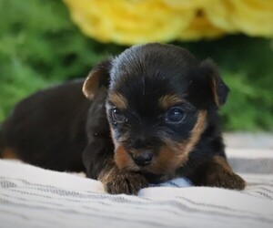 Yorkshire Terrier Puppy for sale in OPDYKE, IL, USA