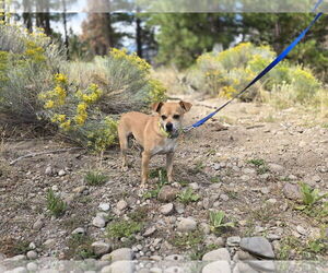 Medium Chihuahua-Parson Russell Terrier Mix