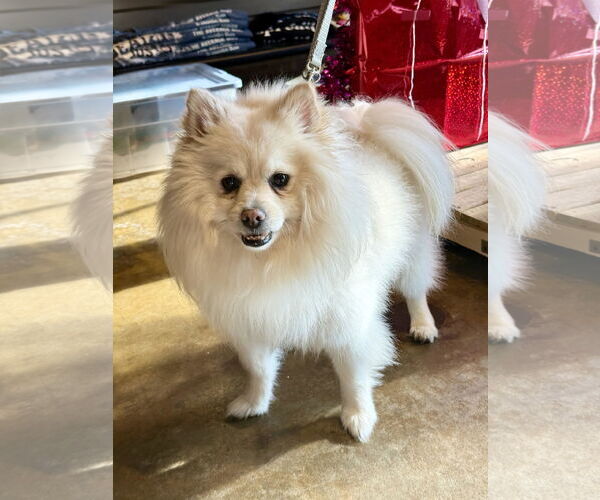 Medium Photo #5 Pomeranian Puppy For Sale in Pacolet, SC, USA