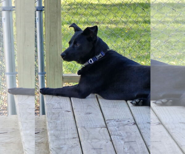Medium Photo #9 Retriever -Unknown Mix Puppy For Sale in Farmington, MN, USA