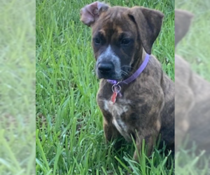 Boxer-Unknown Mix Dogs for adoption in San Diego, CA, USA