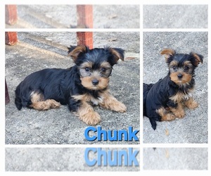 Yorkshire Terrier Puppy for sale in SUNNY HILLS, FL, USA