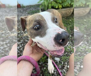 American Pit Bull Terrier Dogs for adoption in Rustburg, VA, USA