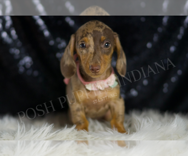 Medium Photo #5 Dachshund Puppy For Sale in WARSAW, IN, USA
