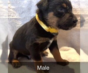 Rottweiler-Unknown Mix Dogs for adoption in Los Lunas, NM, USA