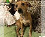 Small #2 Chihuahua Mix