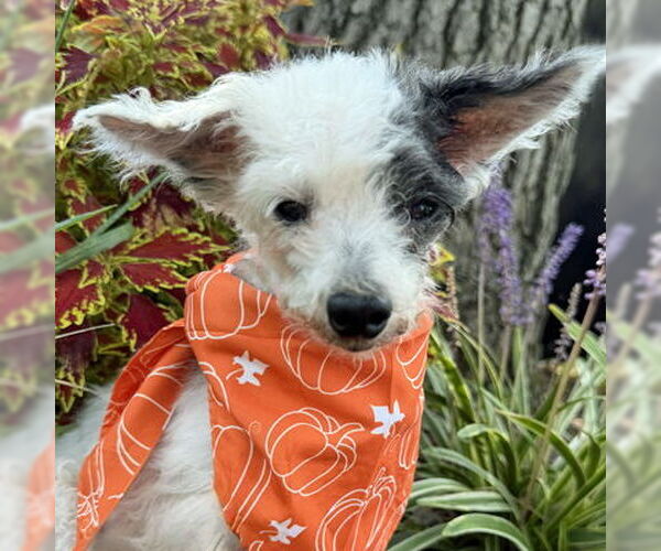 Medium Photo #3 Poodle (Toy)-Unknown Mix Puppy For Sale in Arlington, VA, USA