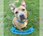 Small #4 American Staffordshire Terrier Mix