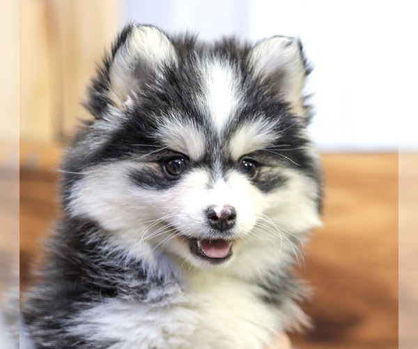 Medium Photo #4 Pomsky Puppy For Sale in TAMPICO, IL, USA