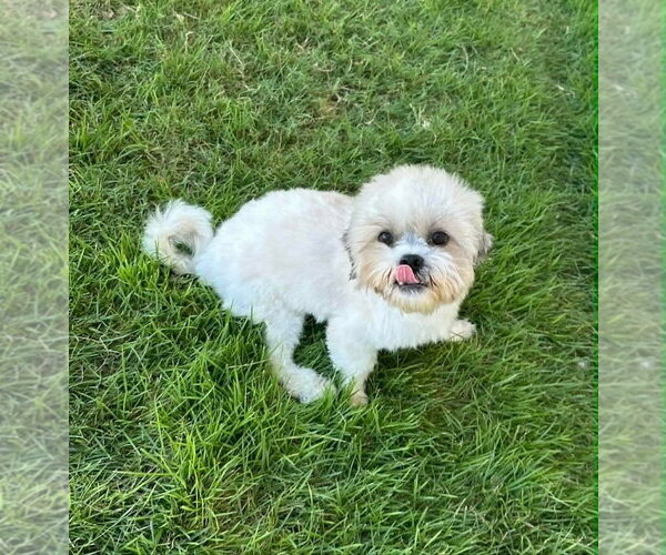 Medium Photo #4 Shih Tzu-Unknown Mix Puppy For Sale in FRAMINGHAM, MA, USA