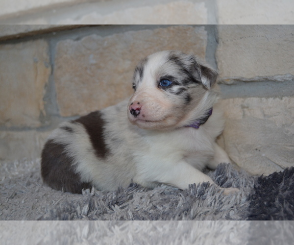 Medium Photo #1 Australian Shepherd Puppy For Sale in DIXON, MO, USA
