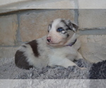 Small Photo #1 Australian Shepherd Puppy For Sale in DIXON, MO, USA
