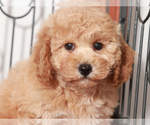 Small #1 Poochon