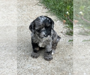 Cockapoo Puppy for sale in BOWLING GREEN, KY, USA