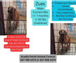 Small Black Mouth Cur-German Shepherd Dog Mix