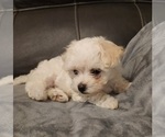 Small Photo #1 Havachon Puppy For Sale in COTTAGE GROVE, TN, USA