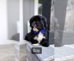 Image preview for Ad Listing. Nickname: Shihtzus