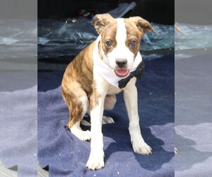 Boston Terrier-Unknown Mix Dogs for adoption in Bandera, TX, USA