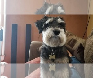 Mother of the Schnauzer (Miniature) puppies born on 11/18/2022
