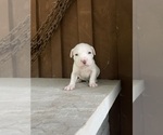 Puppy Puppy 8 America Bandogge Mastiff-American Bully Mix