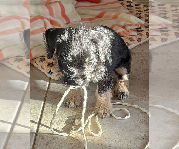 Medium Photo #6 Mutt Puppy For Sale in Corona, CA, USA